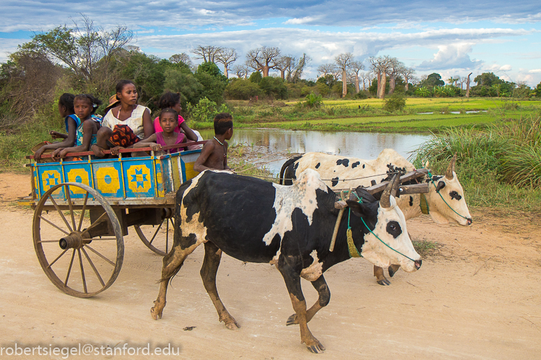 family in zebu cart